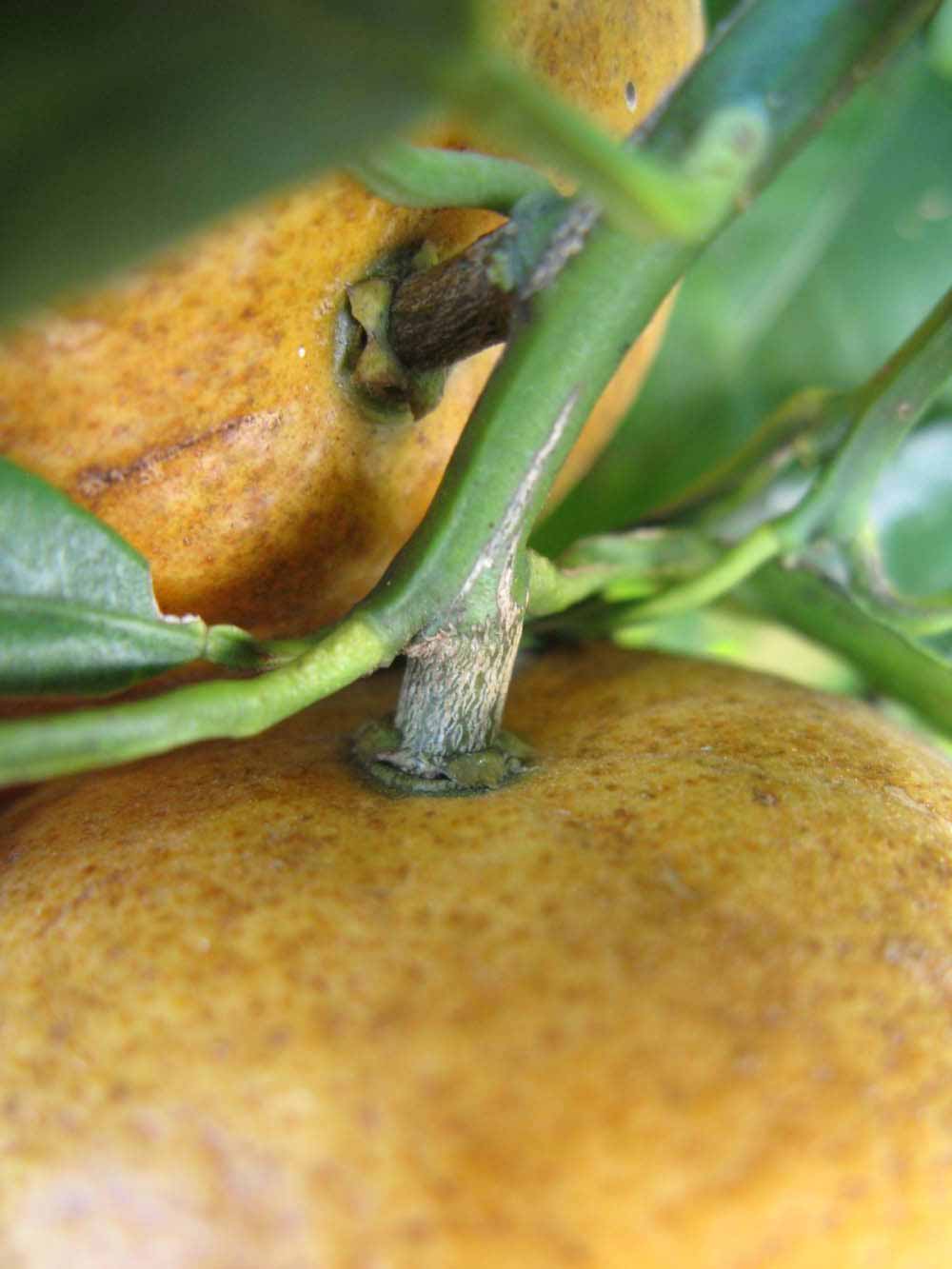              Fruit (Winter Haven, FL)       